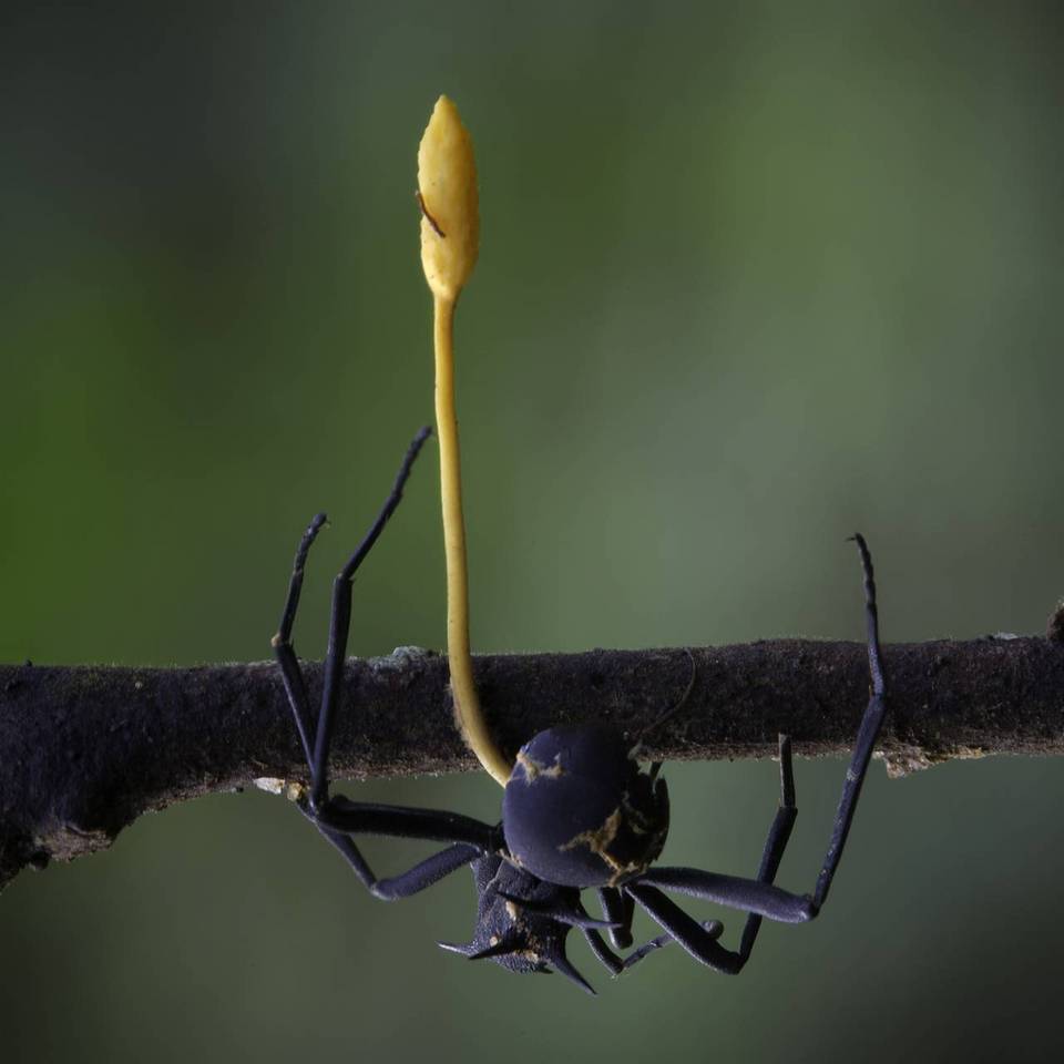 Ophiocordyceps formicarum image