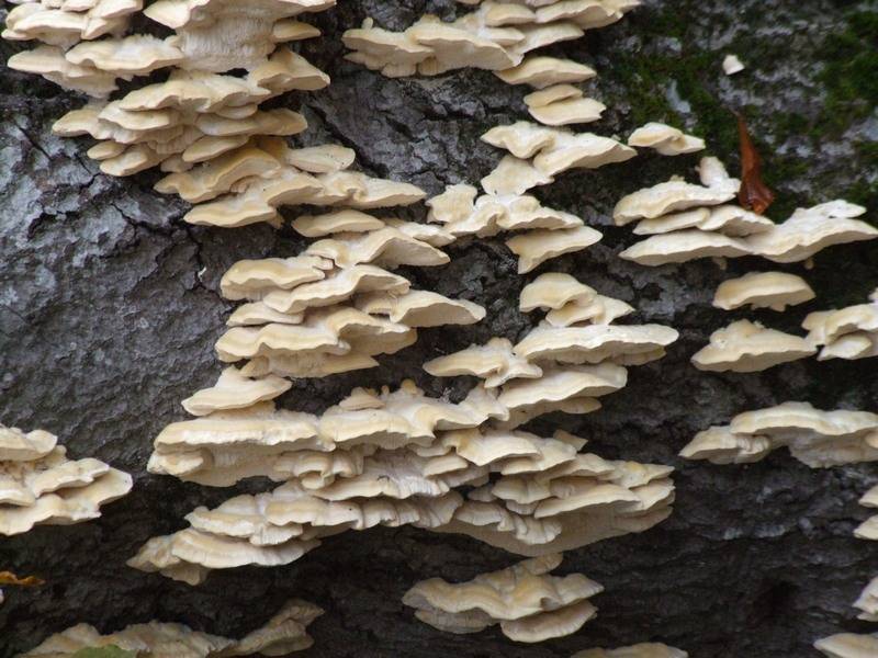 Trametes suaveolens image