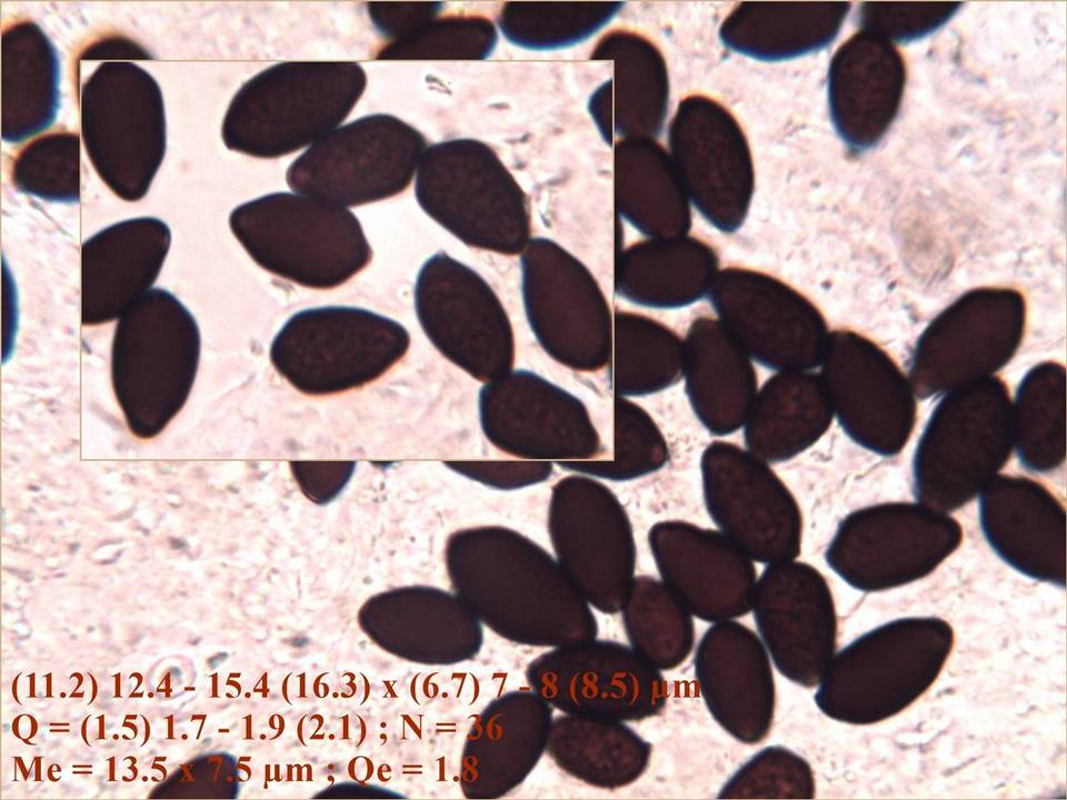Coprinellus marculentus image