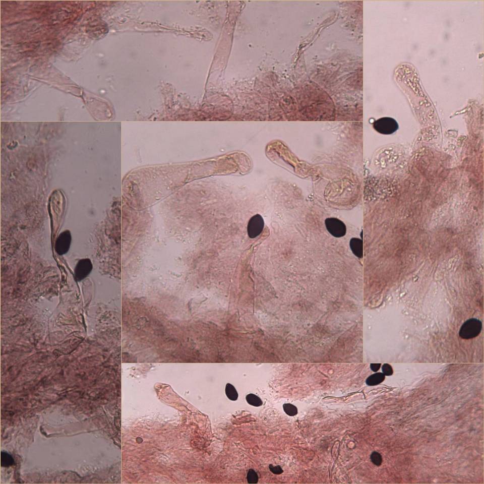Coprinellus marculentus image
