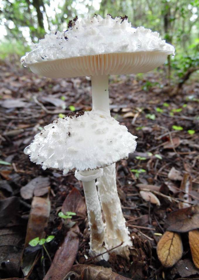 Amanita veldiei image