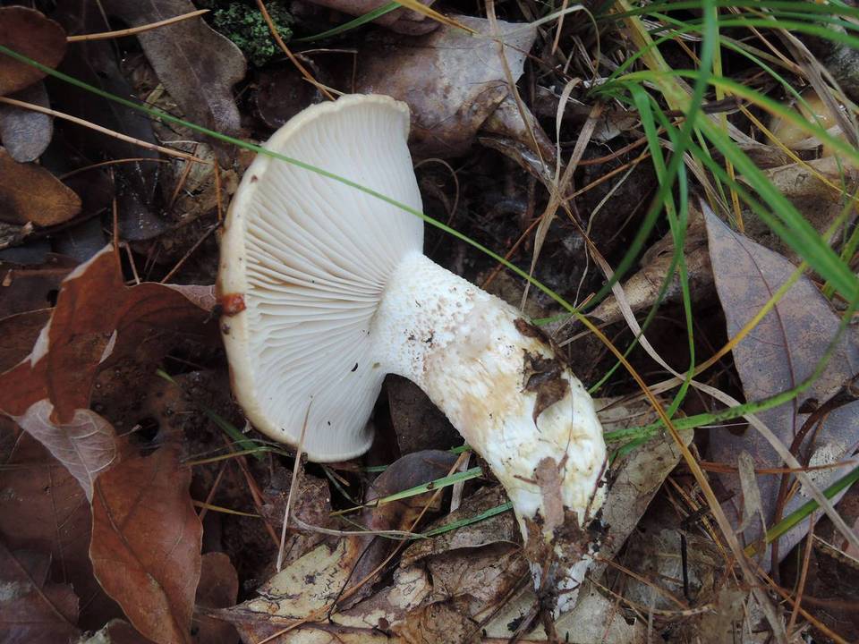 Hygrophorus glutinosus image