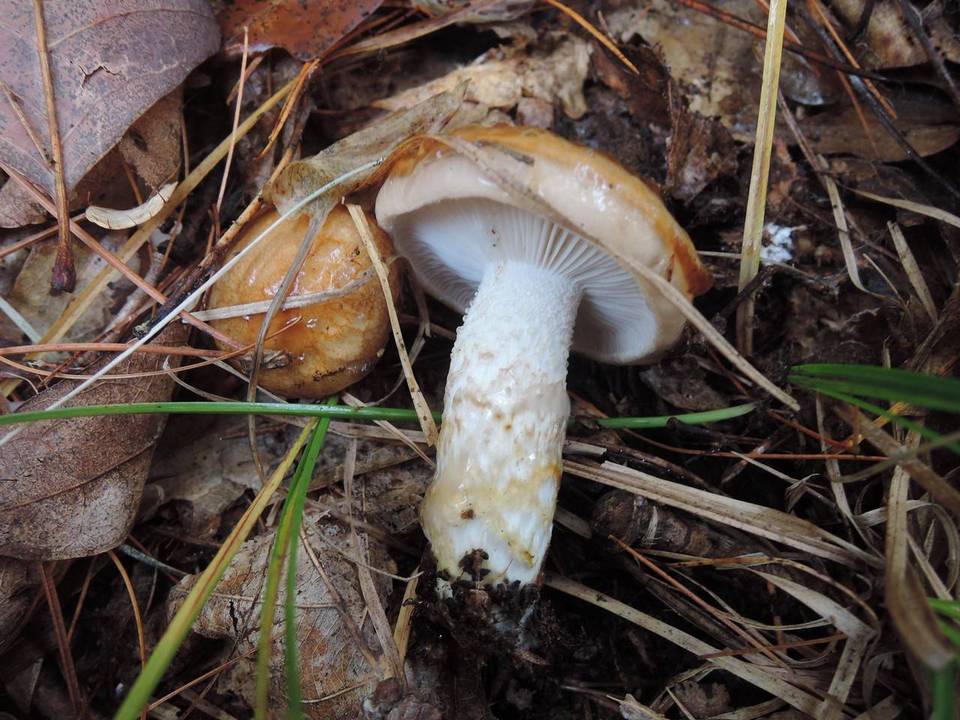 Hygrophorus glutinosus image