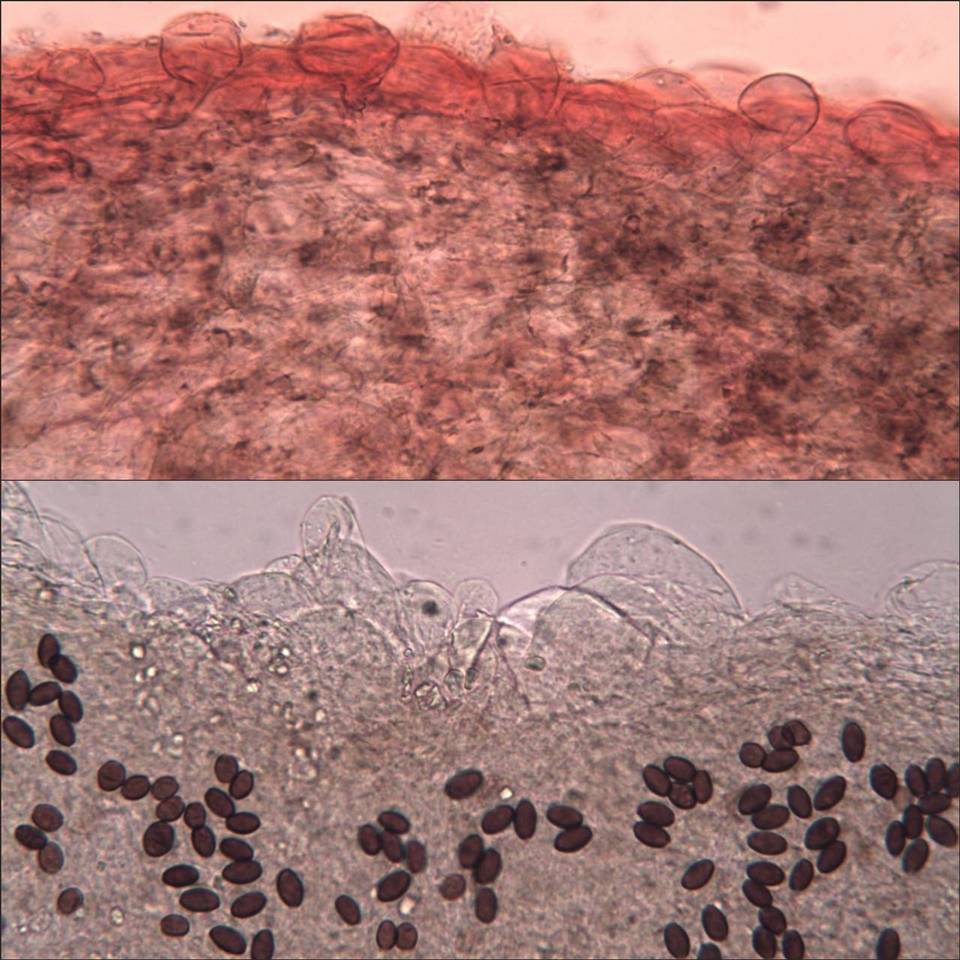 Coprinellus callinus image