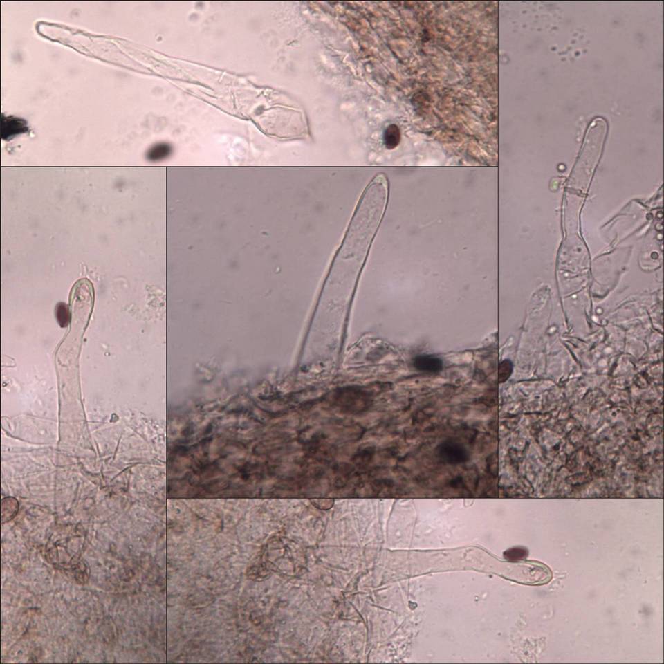 Coprinellus callinus image
