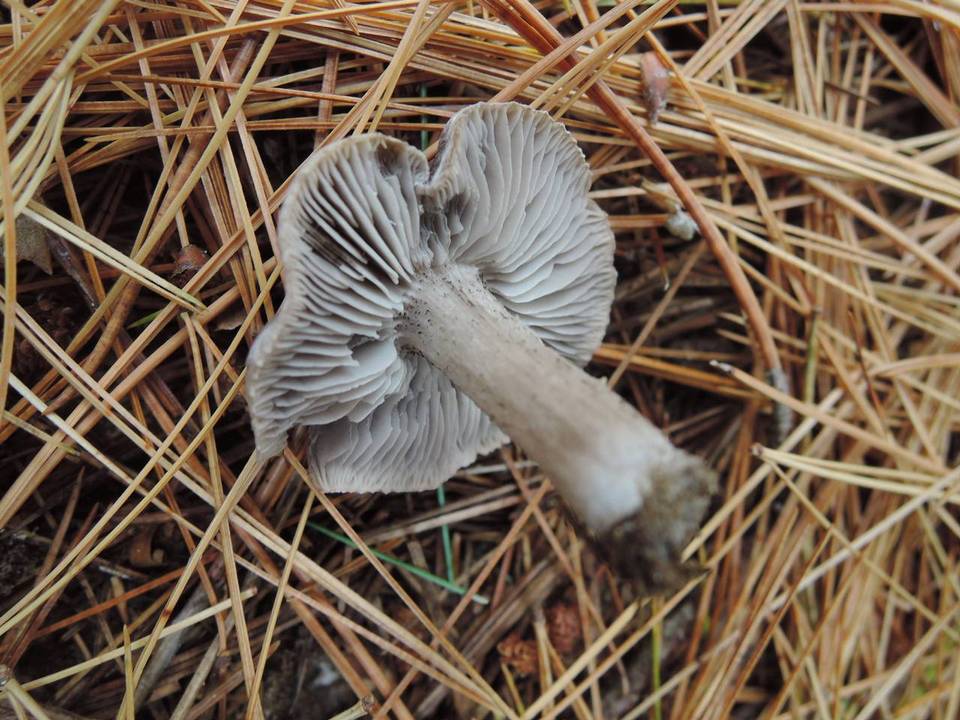 Tricholoma atrosquamosum image