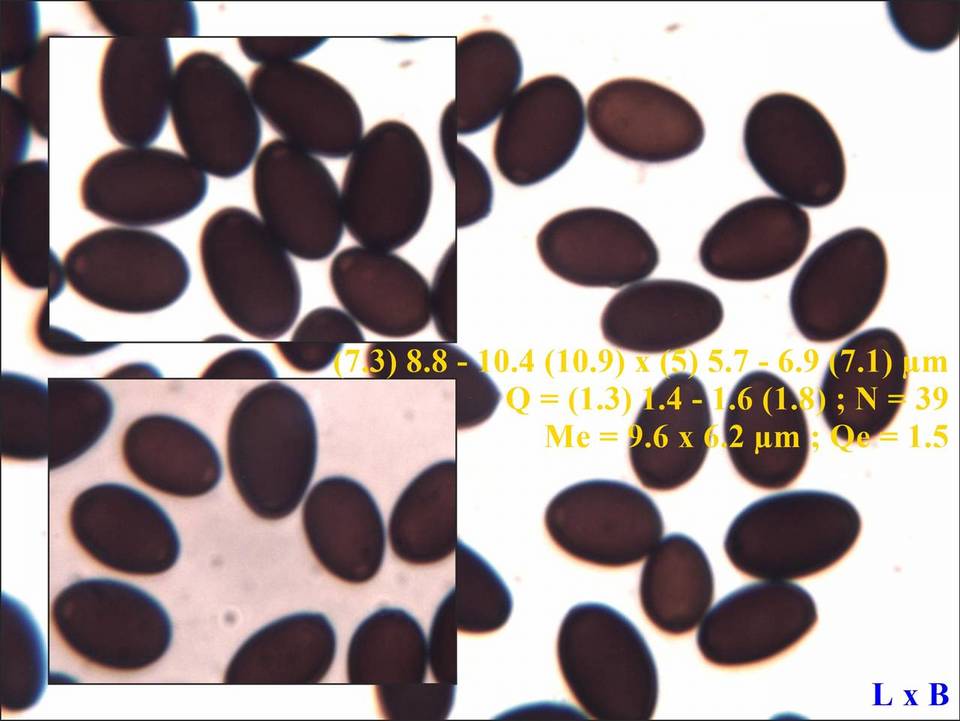 Coprinopsis pseudonivea image