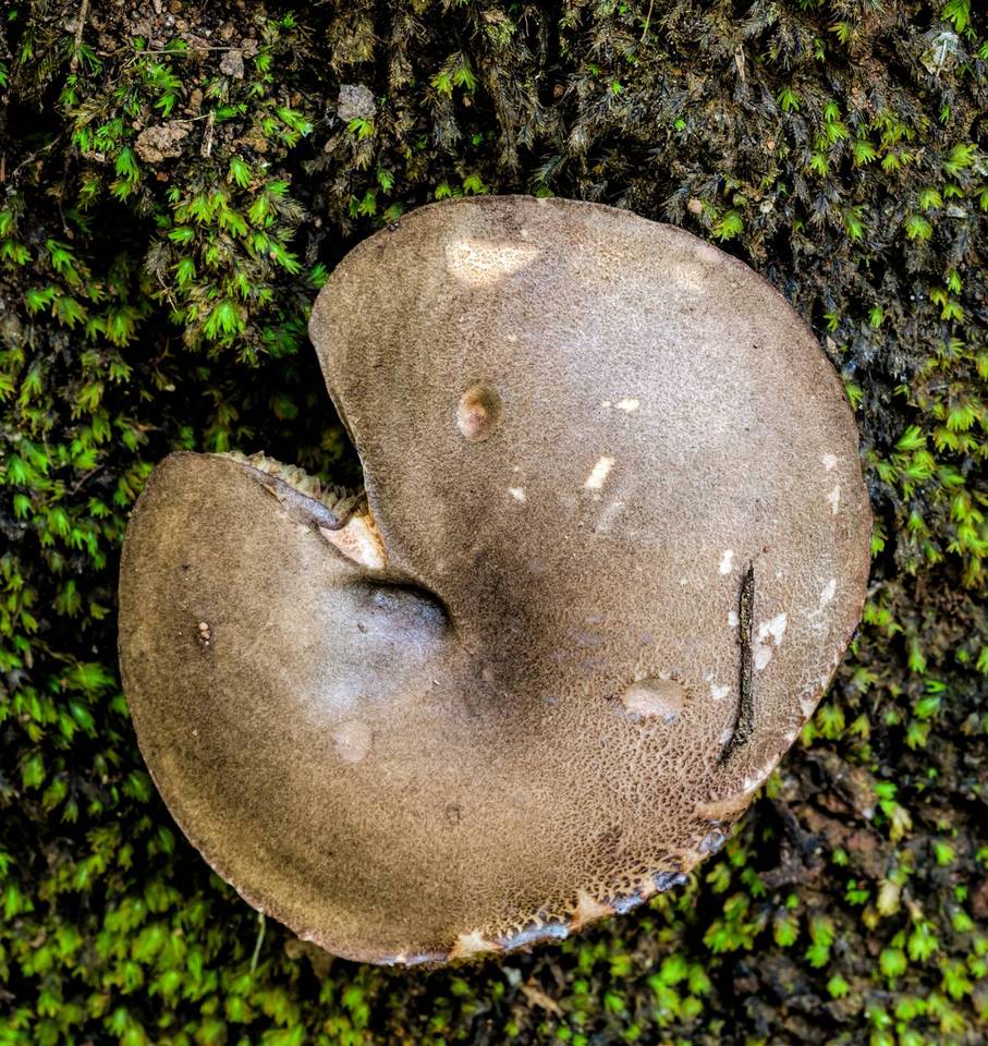 Austroboletus longipes image