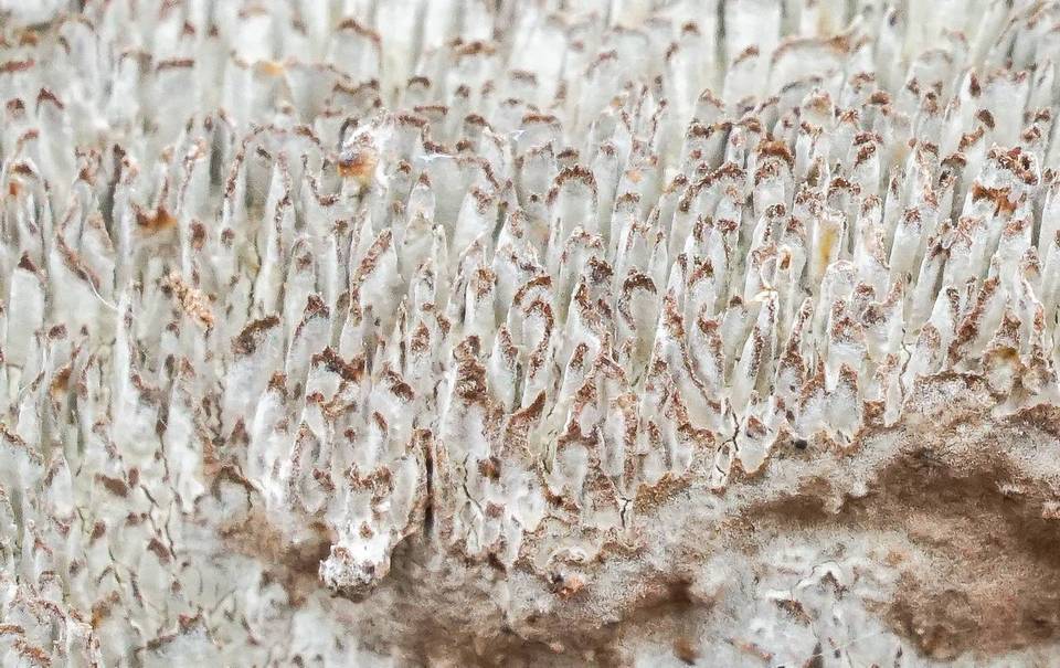Fuscocerrena portoricensis image