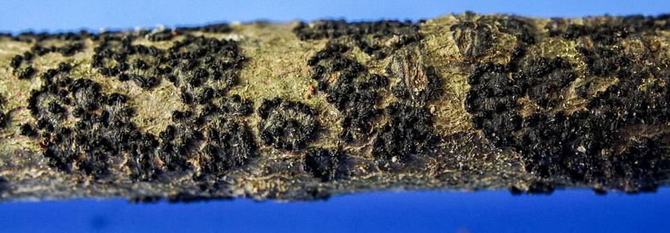 Ascodichaena rugosa image