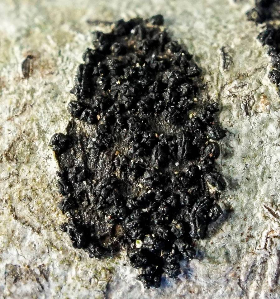 Ascodichaena rugosa image
