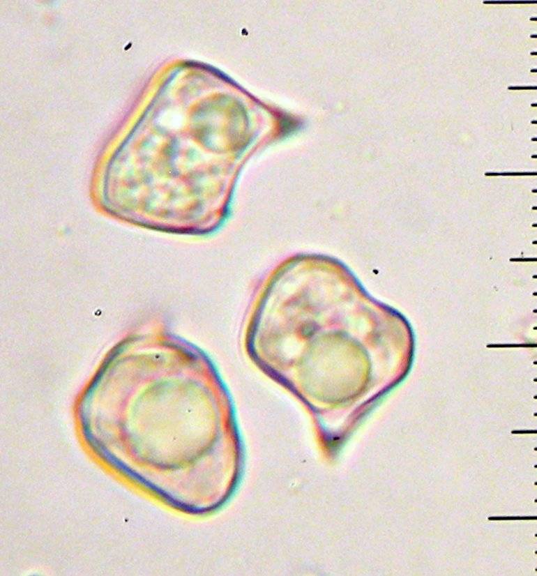 Alboleptonia adnatifolia image