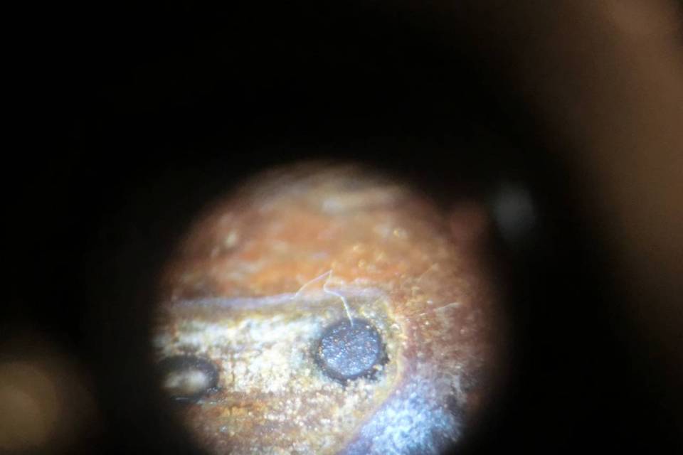 Splanchospora ampullacea image