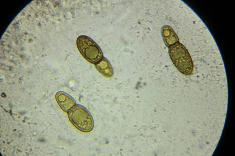 Splanchospora ampullacea image