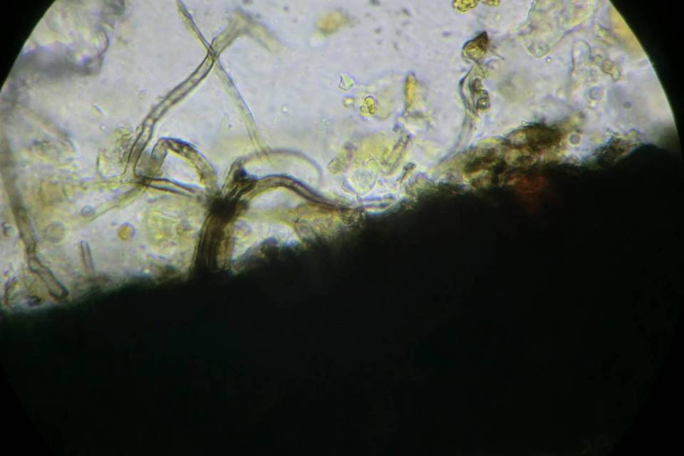 Splanchospora ampullacea image