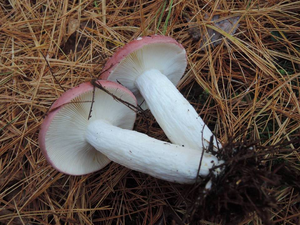 Russula vinosa image
