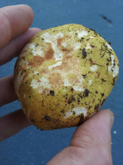 Russula hibbardae image