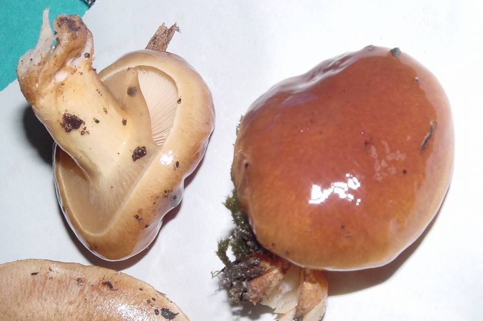 Pholiota nameko image