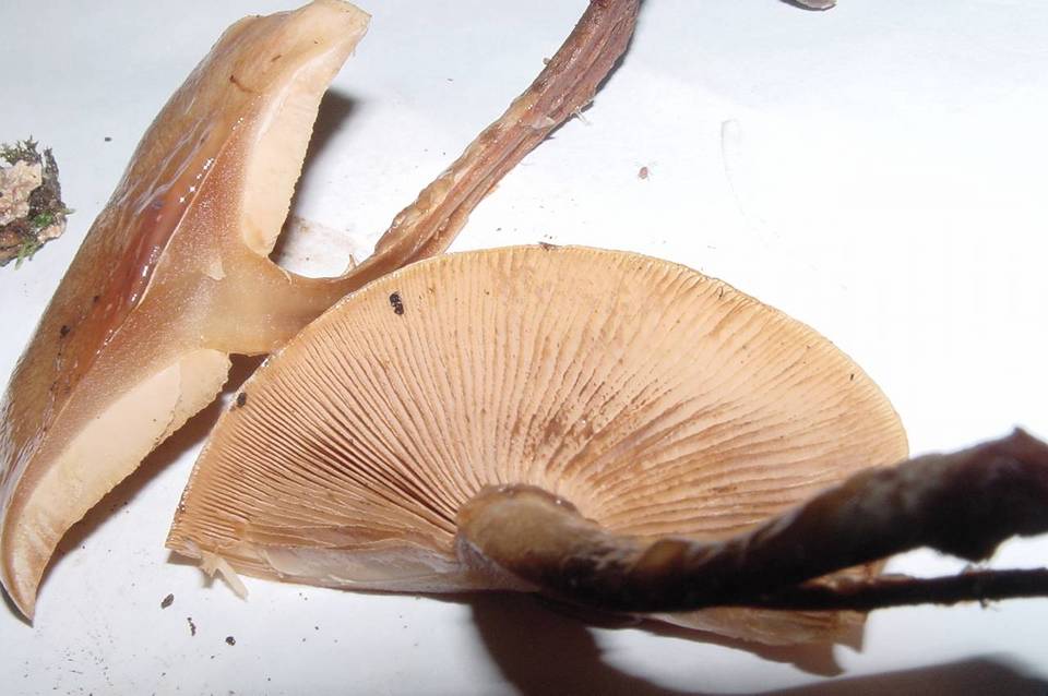 Pholiota nameko image