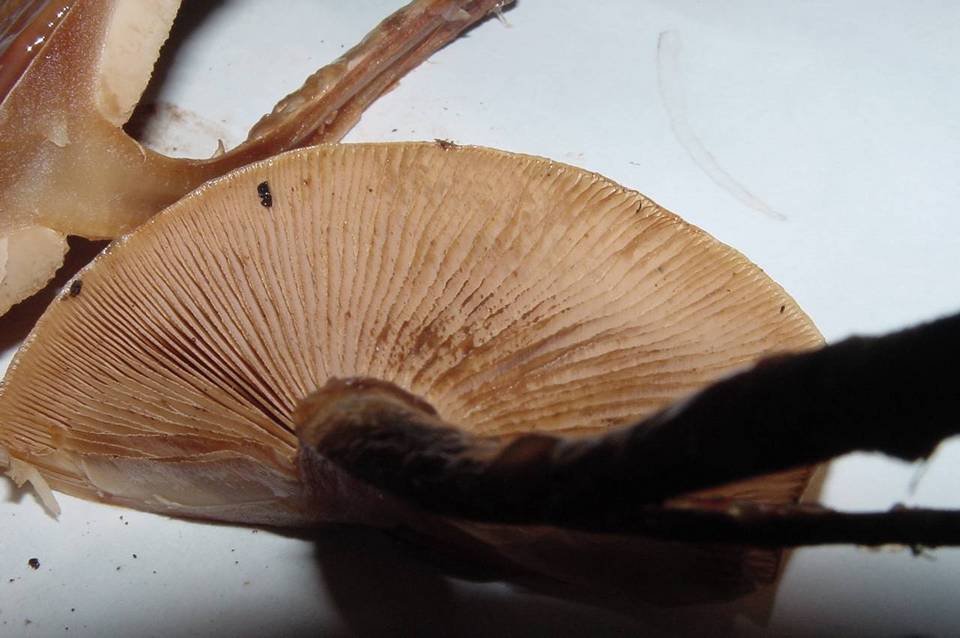 Pholiota nameko image