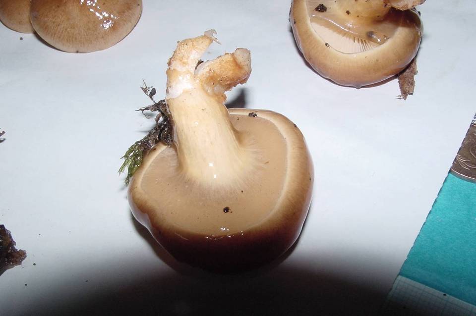 Pholiota nameko image