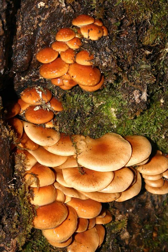 Pholiota nameko image