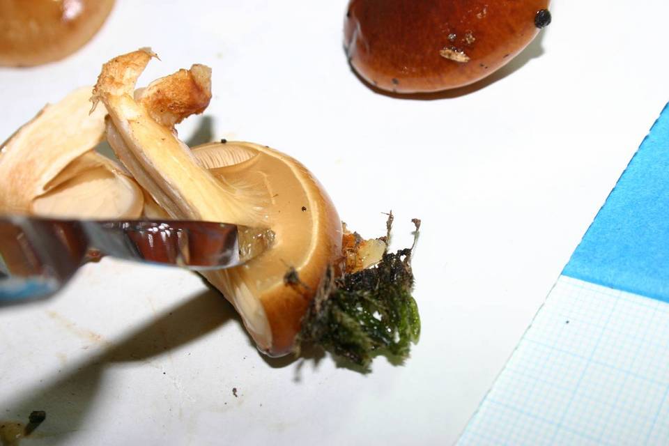 Pholiota nameko image