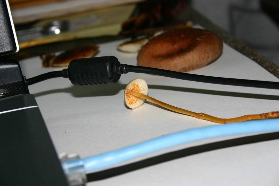 Mycena crocata image
