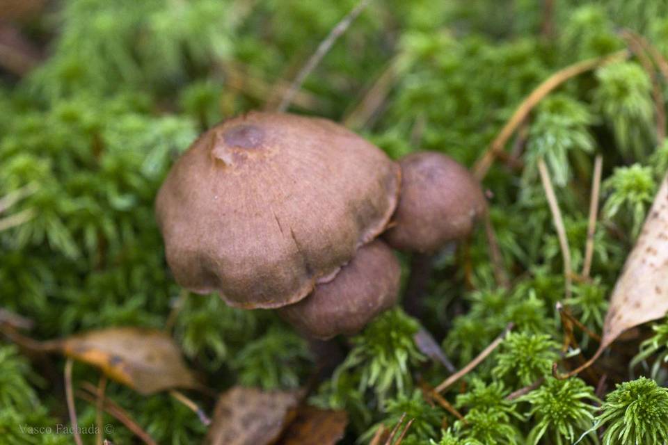 Cortinarius ionophyllus image