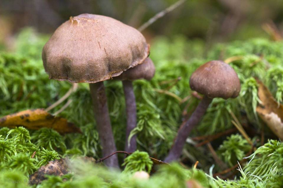 Cortinarius ionophyllus image