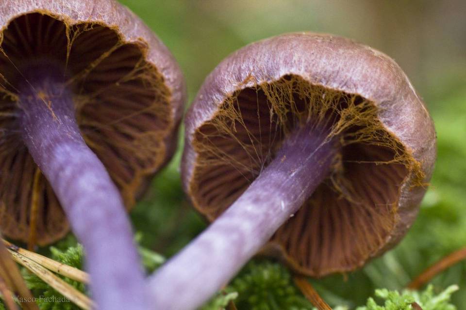 Cortinarius ionophyllus image