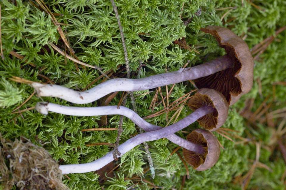 Cortinarius ionophyllus image