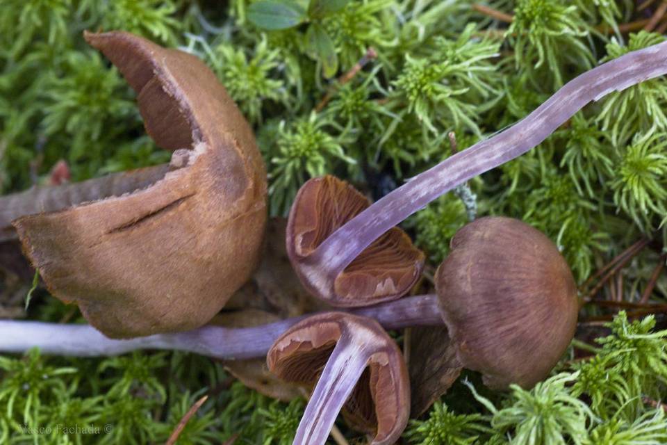Cortinarius ionophyllus image