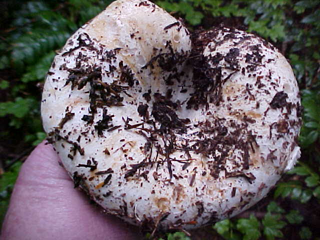 Russula cascadensis image