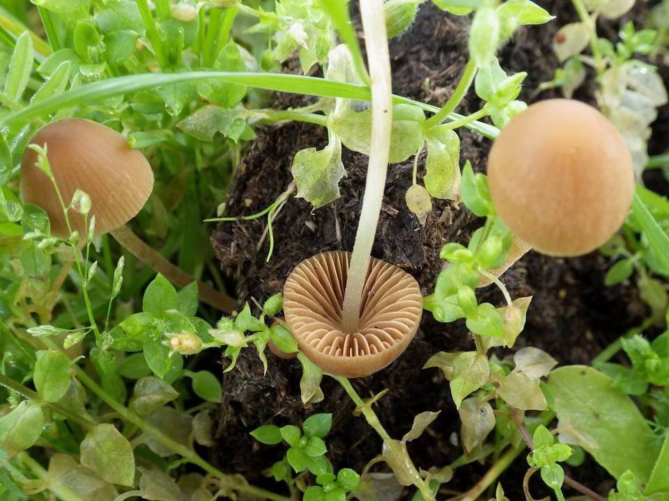 Conocybe pubescens image