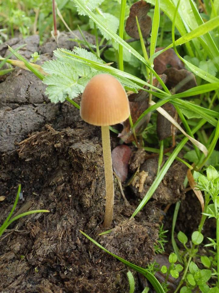 Conocybe pubescens image