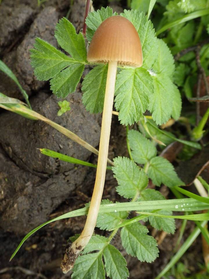 Conocybe pubescens image