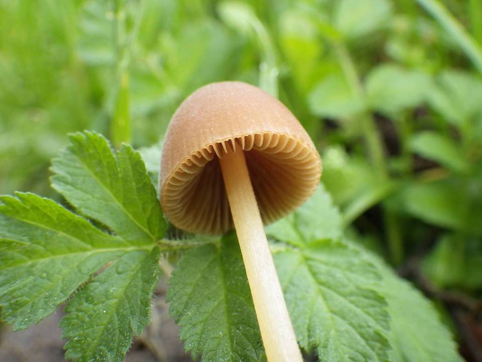 Conocybe pubescens image