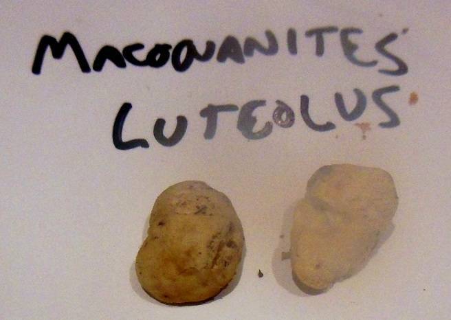 Macowanites luteolus image