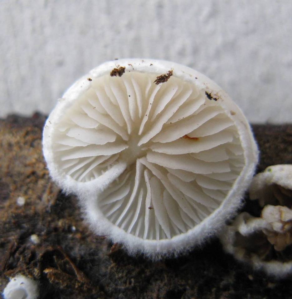 Crepidotus vulgaris image