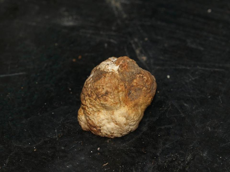Tuber californicum image