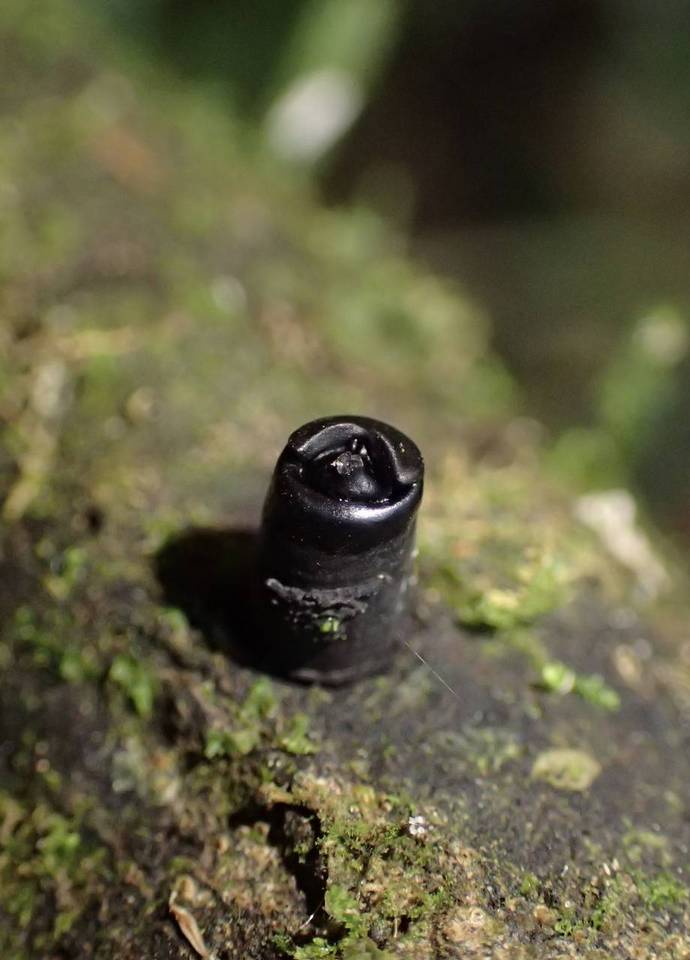 Camillea mucronata image