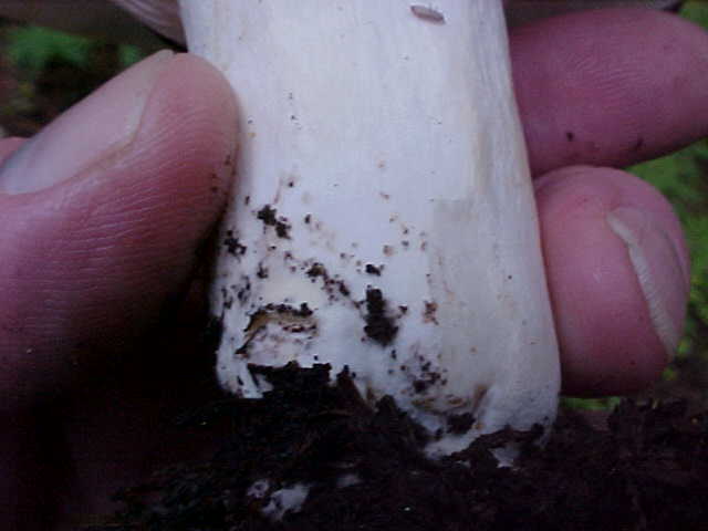 Russula cascadensis image