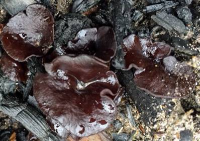 Plicaria carbonaria image