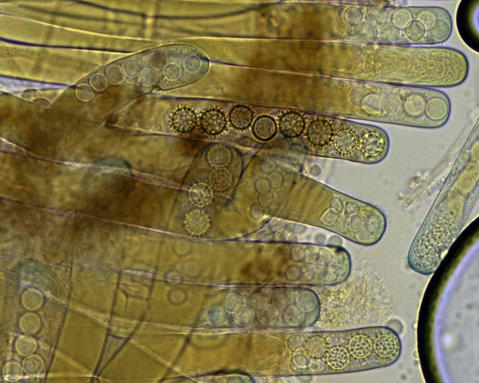 Plicaria carbonaria image