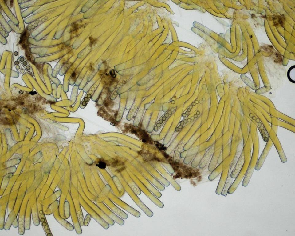 Plicaria carbonaria image