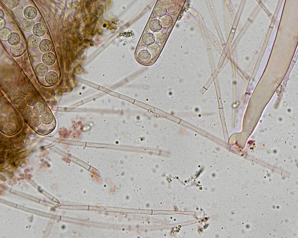 Plicaria carbonaria image