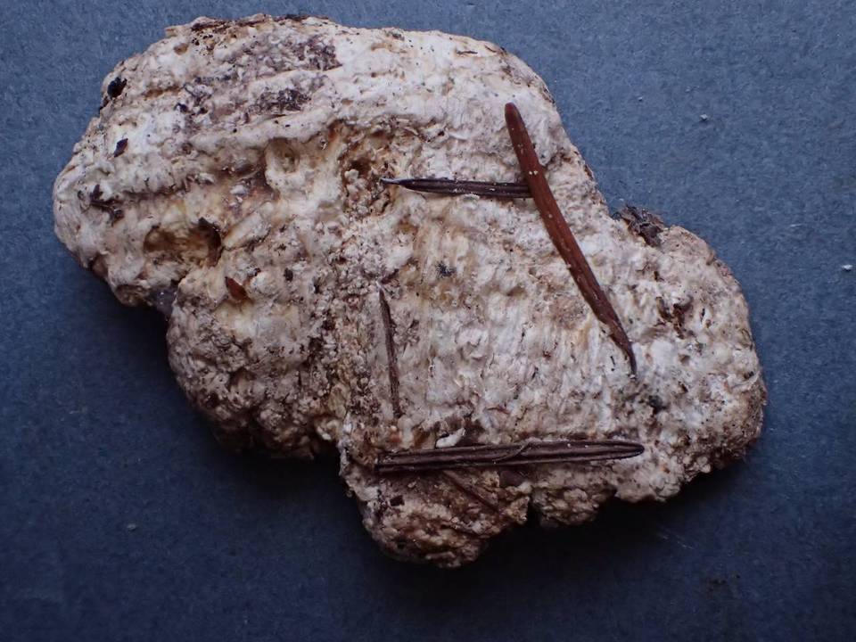 Hypomyces semitranslucens image