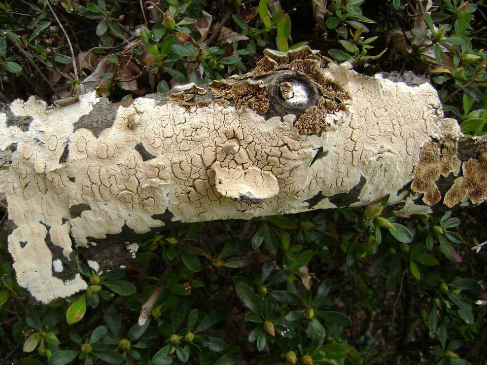 Diplomitoporus crustulinus image