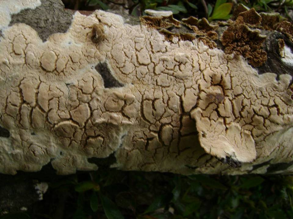 Diplomitoporus crustulinus image